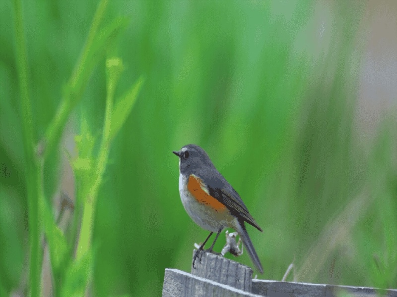 试管婴儿天鹅（子宫活动差 试管）