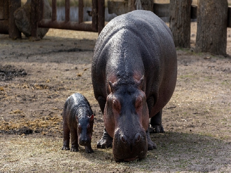 合肥最靠谱的代生,代生咨询：在合肥公立医院可