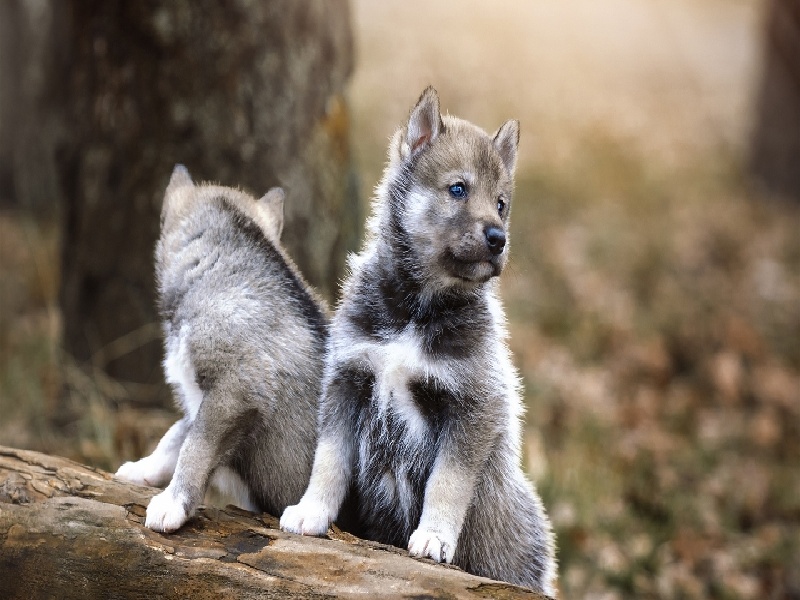 合肥胚胎移植前遗传诊断费用（治疗输卵管的费用）